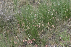 Astragalus ceramicus