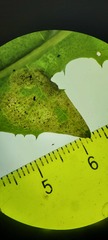 Liriomyza taraxaci