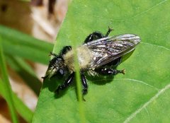 Laphria flavicollis