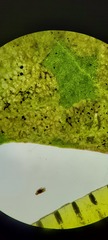 Liriomyza taraxaci