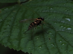 Chrysopilus ornatus