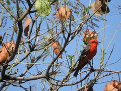 Pyrocephalus rubinus