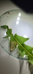Liriomyza taraxaci