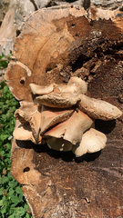 Cyclocybe parasitica