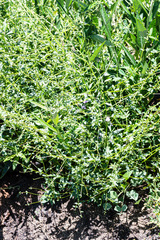 Sairocarpus vexillocalyculatus vexillocalyculatus