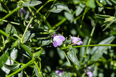 Sairocarpus vexillocalyculatus vexillocalyculatus