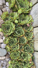 Sempervivum tectorum