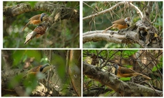 Pterorhinus pectoralis