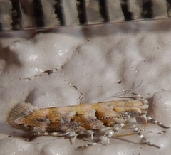 Aristotelia devexella