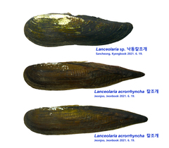 Lanceolaria