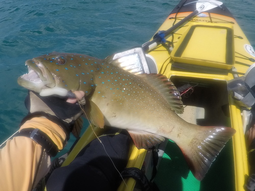Barcheek coral trout (Plectropomus maculatus) — Serranidae — 2