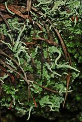 Cladonia corniculata