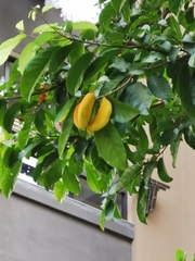 Sterculia lanceolata