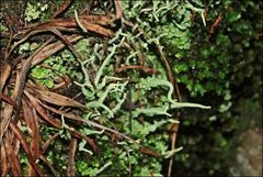 Cladonia corniculata