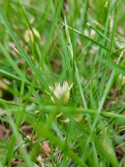 Elaeocarpus decipiens