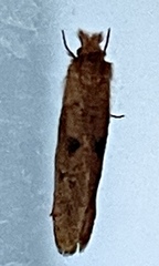 Acrolophus plumifrontella