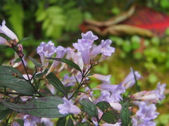Strobilanthes anisophyllus
