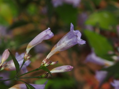 Strobilanthes anisophyllus