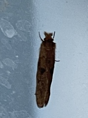 Acrolophus plumifrontella