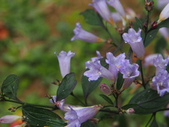 Strobilanthes anisophyllus