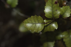 Nothofagus truncata