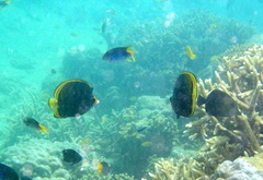 Chaetodon flavirostris