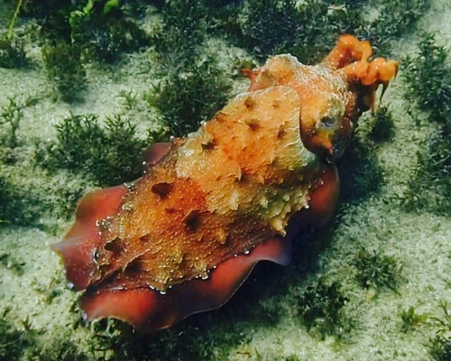 Australian Giant Cuttlefish