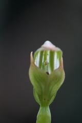 Pterostylis curta