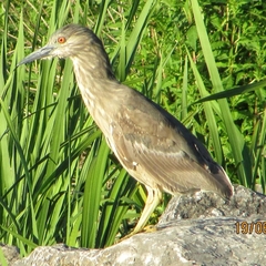 Nycticorax
