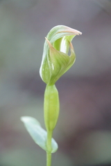 Pterostylis curta