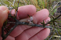 Coprosma elatirioides