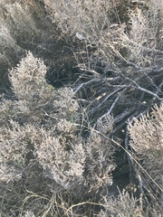 Allenrolfea occidentalis