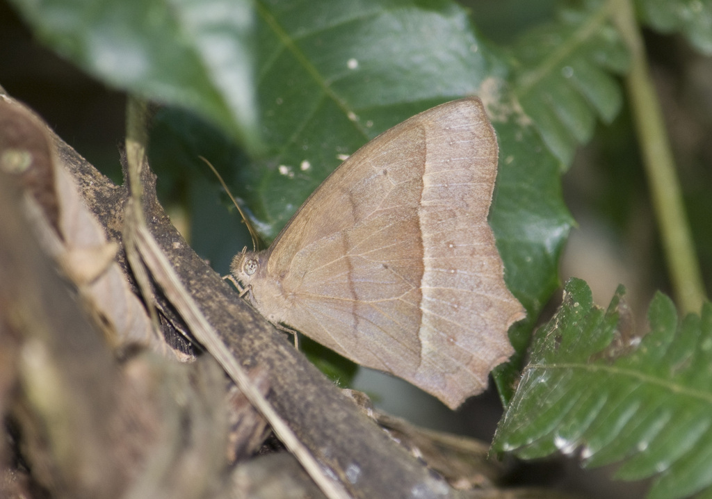 Taygetis tripunctata