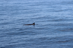 Delphininae