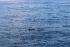 Delphininae