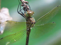 Somatochlora linearis