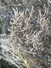 Allenrolfea occidentalis