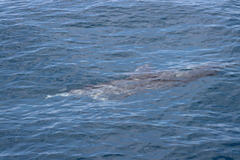 Stenella attenuata