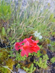 Gladiolus nerineoides