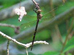 Somatochlora linearis