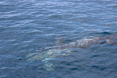 Stenella attenuata