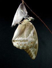 Archaeoprepona demophon