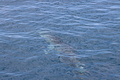 Stenella attenuata