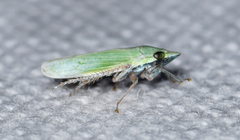 Draeculacephala bradleyi