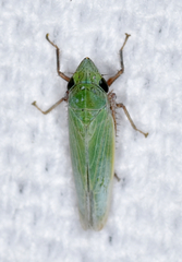 Draeculacephala bradleyi