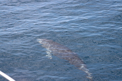 Stenella attenuata