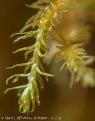 Herbertus dicranus