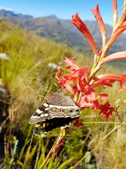 Aeropetes tulbaghia