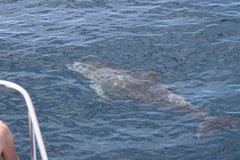 Stenella attenuata