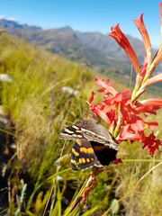 Aeropetes tulbaghia